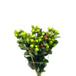 hypericum-mix-rez-1.jpg