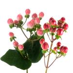 hypericum-mix-rez.jpg