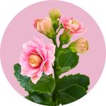 Kalanchoe