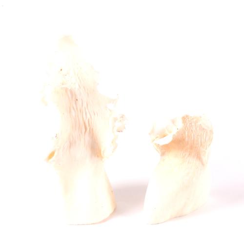 Kelp clusters bleached