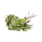 kytica-um-peperomia-x5.jpg