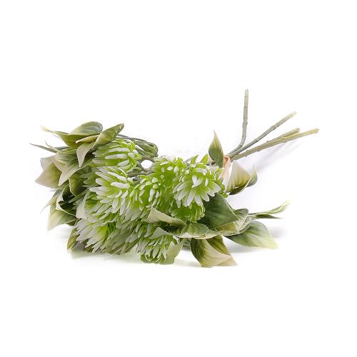 Kytica um. peperomia x5