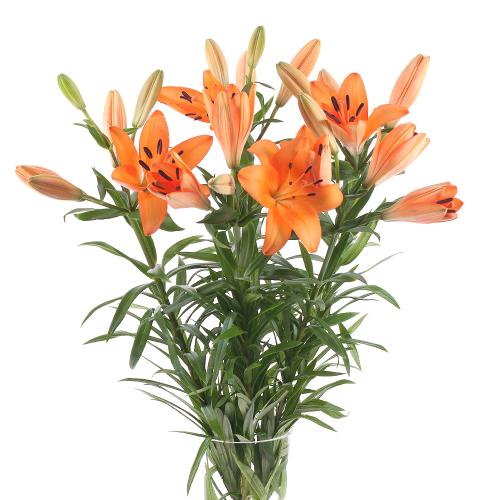 Ľalia oranžová rez