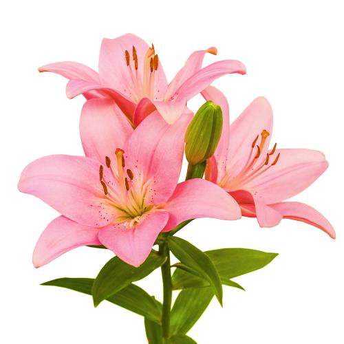 Ľalia ružová/oranžová rez