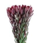 leucadendron-mix-rez.jpg