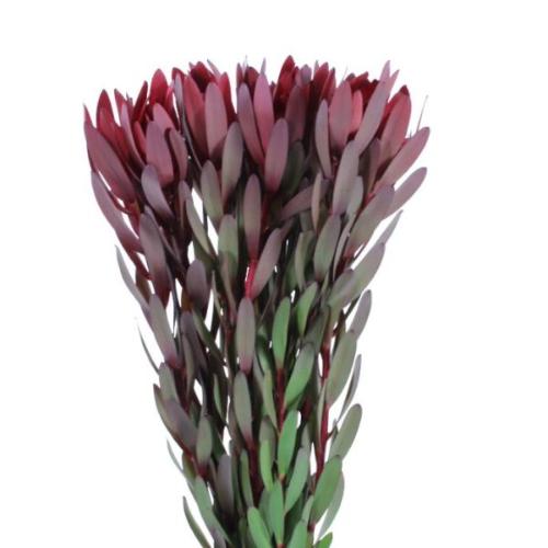 Leucadendron mix rez