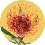 Leucospermum