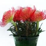 leucospermum-mix-rez.jpg