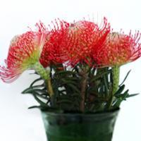 Leucospermum mix rez