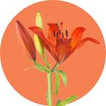 Lilium