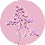 Limonium