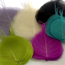 List  skeletovy IN  SKELETON