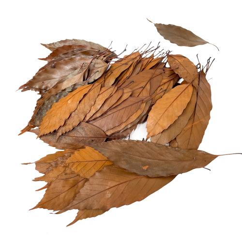 Listy wild leaf 1/2/3 bal.