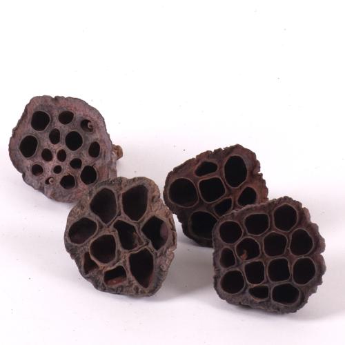 LOTOS MEDIUM IN-lotos s dierkami