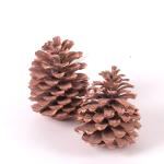 maritima-cones-10-14cm-orange-frosted-siska.jpg