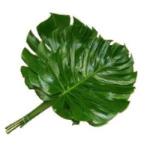 monstera-list.jpg