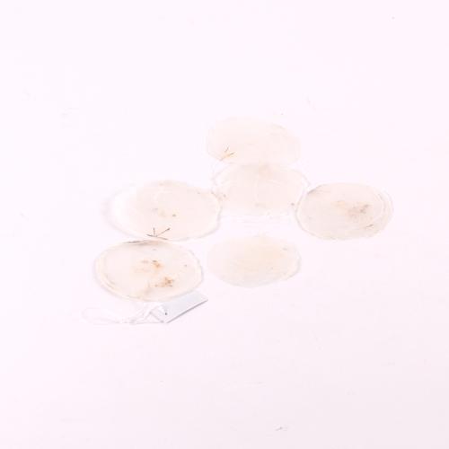 Mušle ploské biele bal