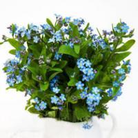Myosotis Nezabudka rez
