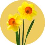 Narcissus