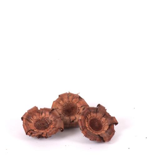 Nerifolia base brown loose,Repens 6-7cm rosette brown