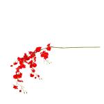 oncidium-latkove.jpg