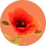 Papaver