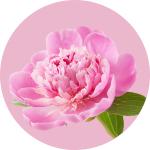 Paeonia