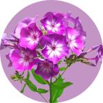 Phlox