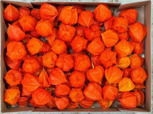 Physalis abutilon 5ks