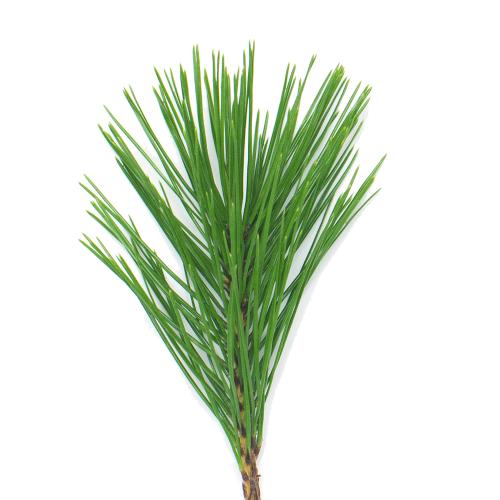 Pinus strobus zel.