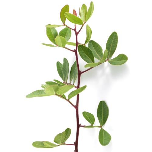 Pistacia - lentiscus list 10/zv.