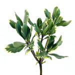 pittosporum-zel.jpg