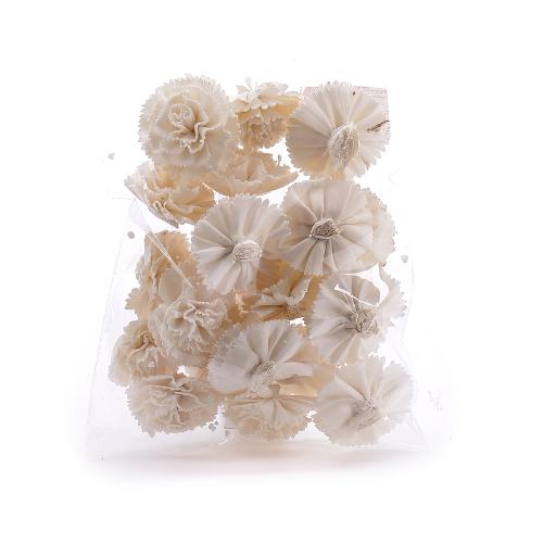 Plody india sola carnation goldstar