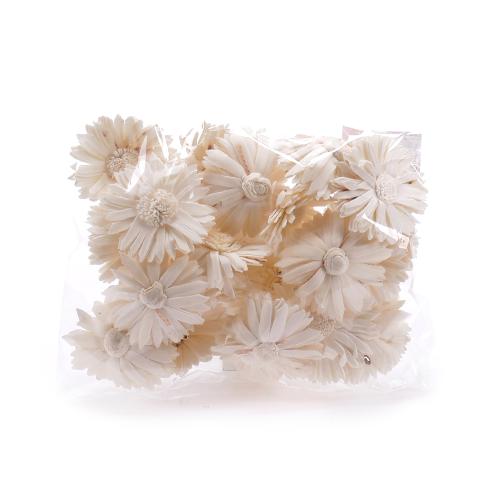 Plody india sola sun flower biely