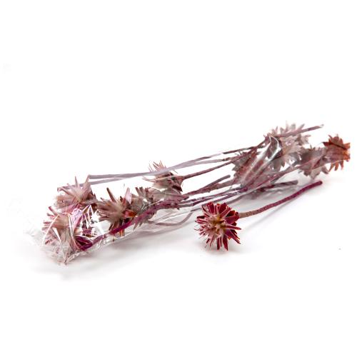 Plumosum brombeer 1, S/10 bal