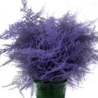 Plumosum farbeny 50/zv.