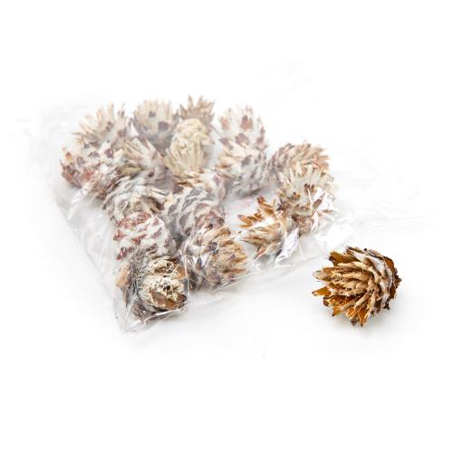 Plumosum M vintage S/20 bal