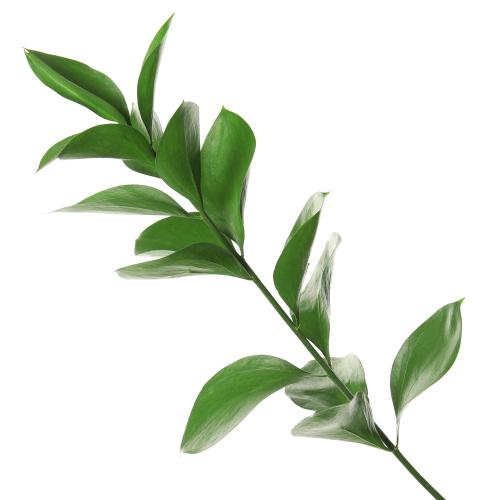 Ruskus izrael zel 10/zv.