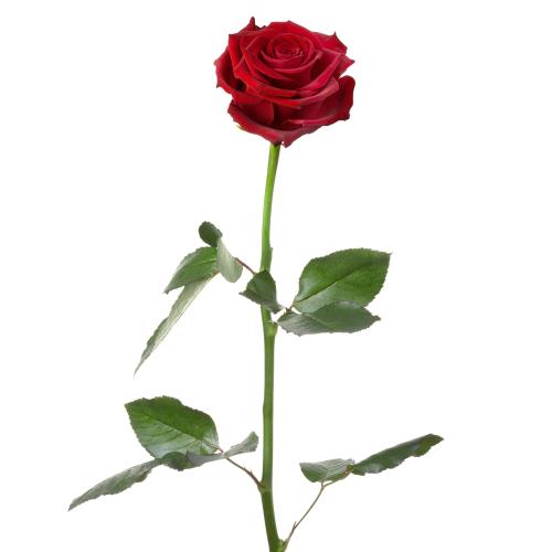 Ruža Amore červená rez