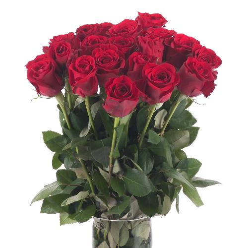 Ruža Grande cervená rez