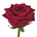 ruza-grande-cervena-40cm-rez.jpg