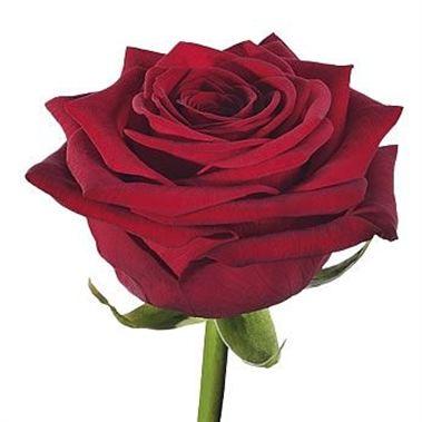 Ruža Grande cervená 40cm rez