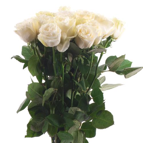 Ruža Grande maslová rez