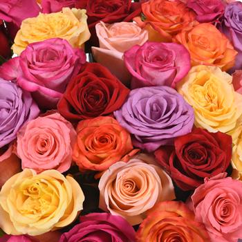 Ruža Grande mix 40cm rez