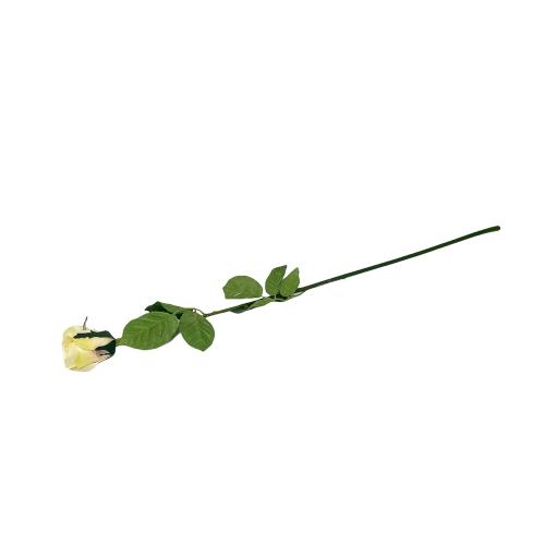 Ruza puk latkova