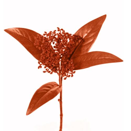 Skimmia farbená rez 3/zvazok