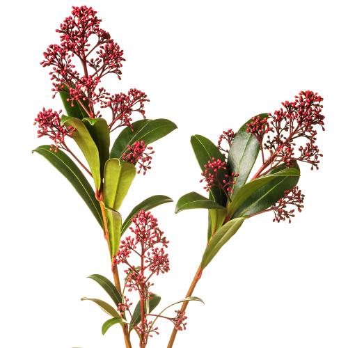 Skimmia mix rez 3/zv.