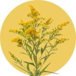 Solidago