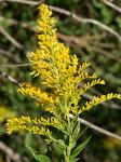 solidago-rez.jpg