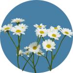Tanacetum